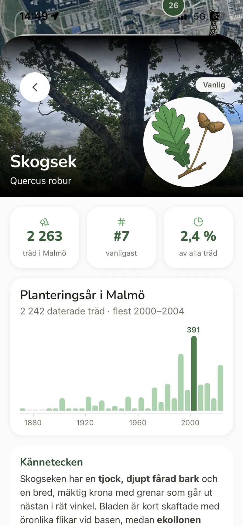 Artsidan för skogsek med antal träd i Malmö, planteringsår och kännetecken.