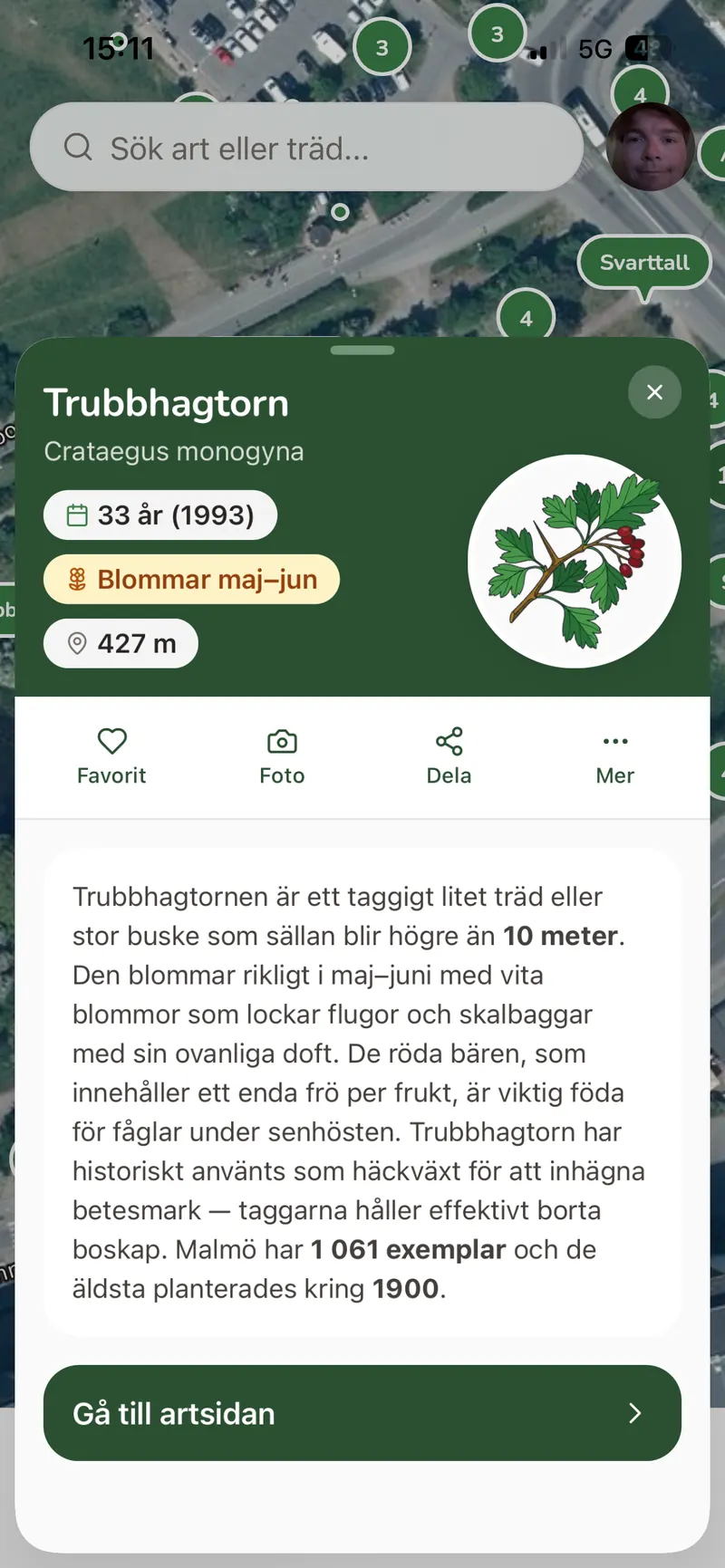 Trädets detaljkort för en trubbhagtorn planterad 1993.