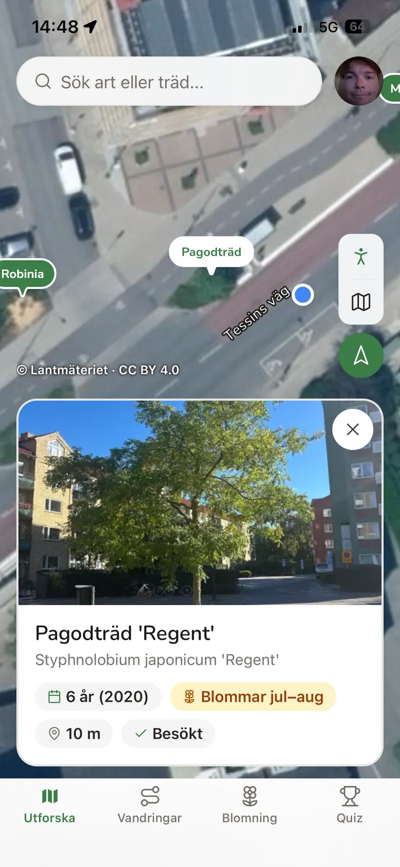 Kartan i flygfoto med ett pagodträd valt: foto, art, ålder, blomningsmånad och avstånd.
